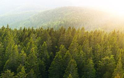 十大菠菜软件支持国会参与欧盟森林砍伐条例